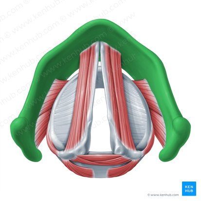 Thyroid cartilage (Cartilago thyroidea); Image: Paul Kim
