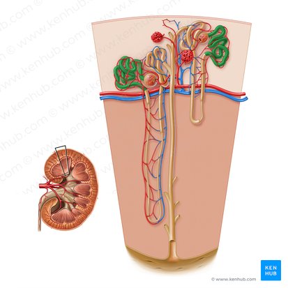 Proximal convoluted tubule (Pars convoluta tubuli proximalis); Image: Paul Kim
