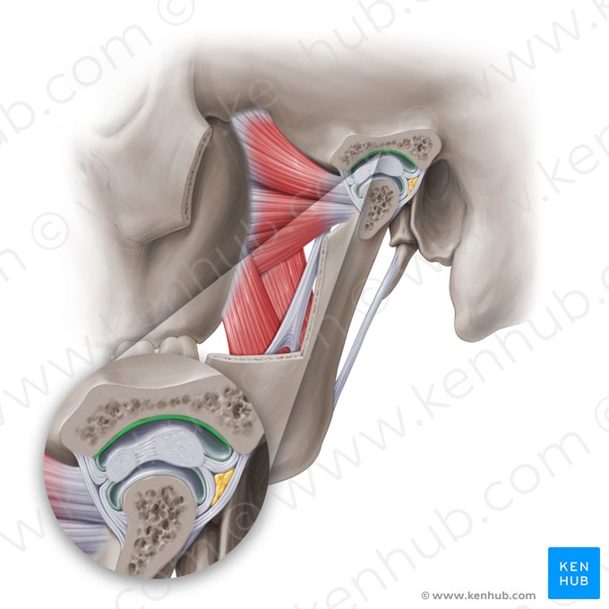 Articular surface of mandibular fossa of temporal bone (Facies articularis fossae mandibularis ossis temporalis); Image: Paul Kim
