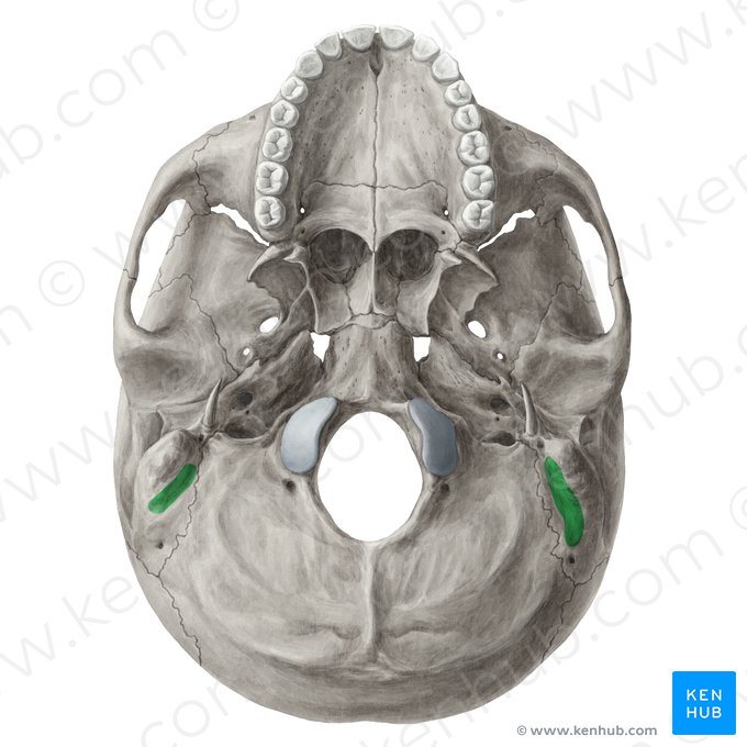 Incisura mastoidea del hueso temporal (Incisura mastoidea ossis temporalis); Imagen: Yousun Koh