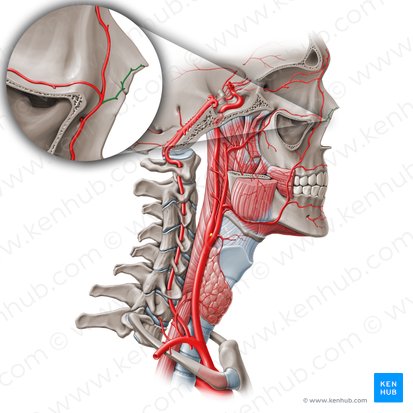 Rama nasal lateral de la arteria facial (Ramus lateralis nasi arteriae facialis); Imagen: Paul Kim