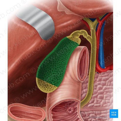 Cuerpo de la vesícula biliar (Corpus vesicae biliaris); Imagen: Samantha Zimmerman