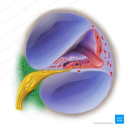 Modiolus cochleae (Schneckenspindel); Bild: Paul Kim