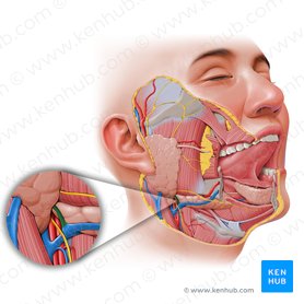 División anterior de la vena retromandibular (Divisio anterior venae retromandibularis); Imagen: Paul Kim