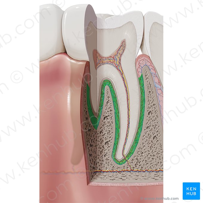 Periodontal ligament (Ligamentum periodontale); Image: Paul Kim