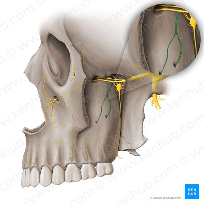 Posterior superior alveolar nerve (Nervus alveolaris superior posterior); Image: Paul Kim