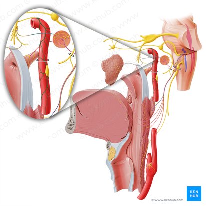 Plexus caroticus internus (Inneres Karotisgeflecht); Bild: Paul Kim