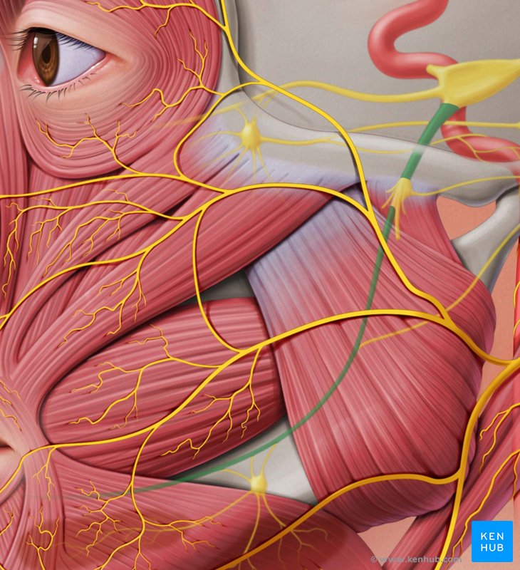 Mandibular nerve: Lateral-left view