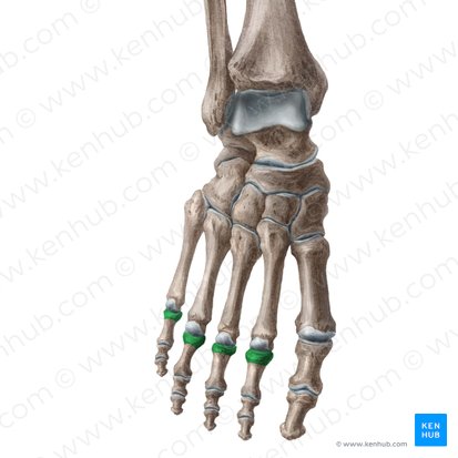 Bases of proximal phalanges of 2nd-5th toes (Bases phalangium proximalium digitorum 2-5 pedis); Image: Liene Znotina