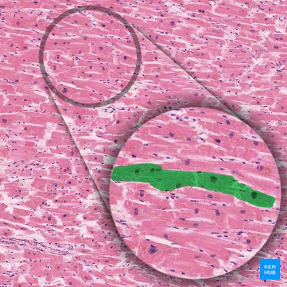 Cardiomyofibra (Herzmuskelzellfaser); Bild: 