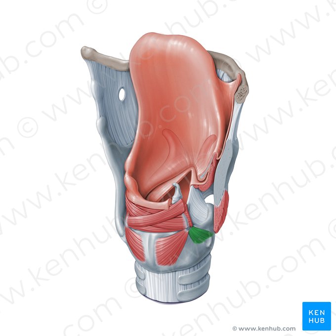 Músculo cricoaritenoideo lateral (Musculus cricoarytenoideus lateralis); Imagen: Paul Kim