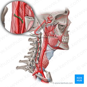 Posterior auricular artery (Arteria auricularis posterior); Image: Paul Kim