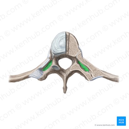 Ligamento costotransversário (Ligamentum costotransversarium); Imagem: Begoña Rodriguez