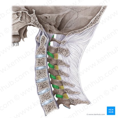 Articular capsule of zygapophyseal joint (Capsula articularis articulationis zygapophysialis); Image: Liene Znotina