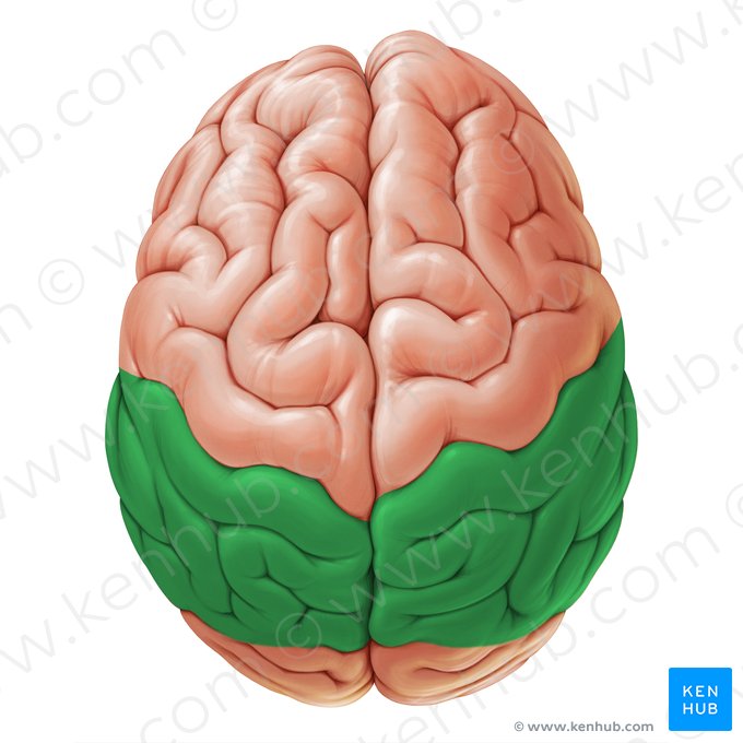 Lobo parietal (Lobus parietalis); Imagem: Paul Kim