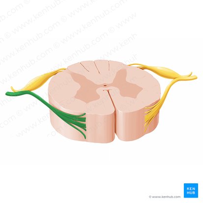 Anterior root of spinal nerve (Radix anterior nervi spinalis); Image: Paul Kim