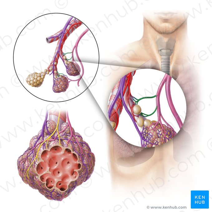 Venae bronchiales (Bronchialvenen); Bild: Paul Kim