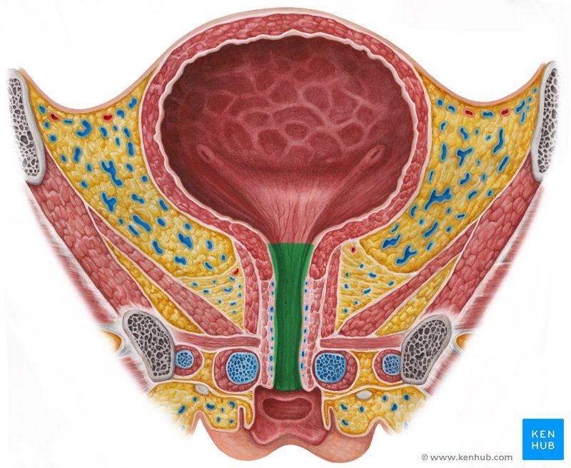 Urethra (female): Ventral view