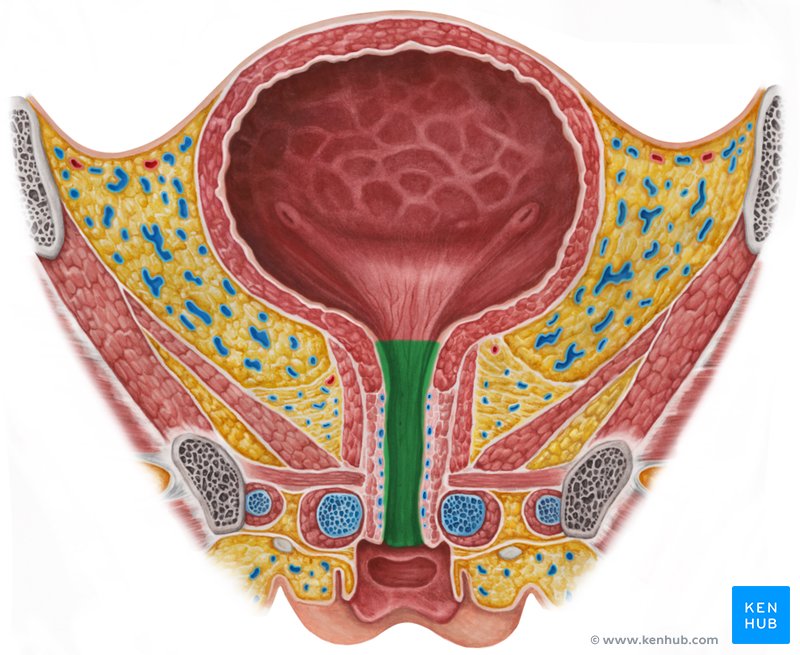 Uretra (vista coronal)