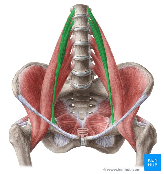 Psoas Minor Muscle Anatomy Innervation And Function Kenhub