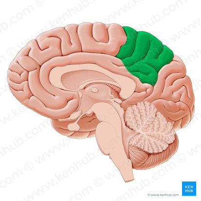 Parietal lobe (Lobus parietalis); Image: Paul Kim