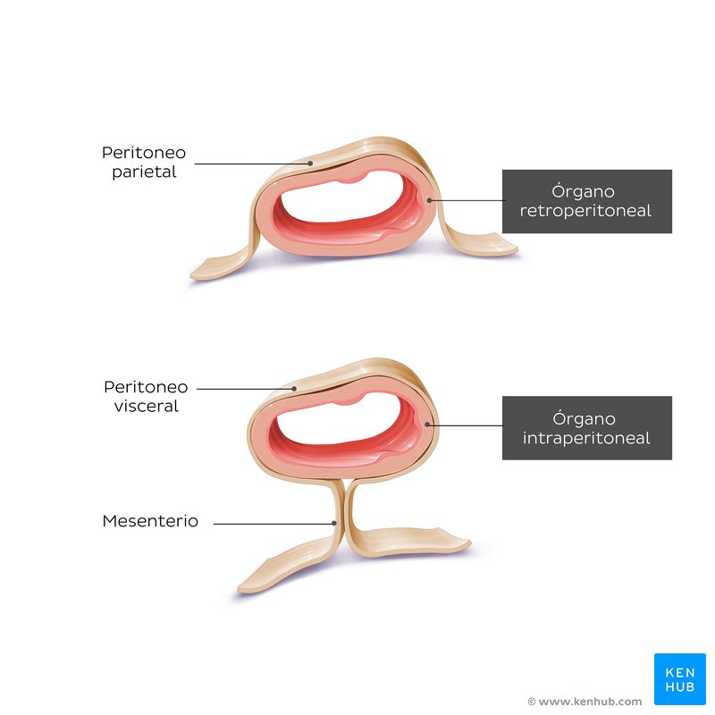 Órganos retroperitoneales vs intraperitoneales: Diagrama