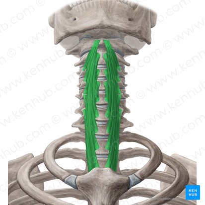 Músculo longo do pescoço (Musculus longus colli); Imagem: Yousun Koh