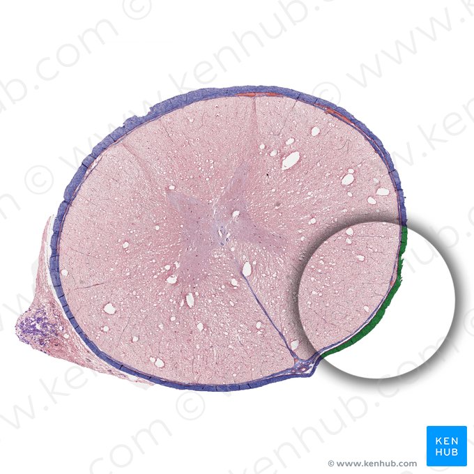 Duramadre de la médula espinal (Dura mater spinalis); Imagen: 