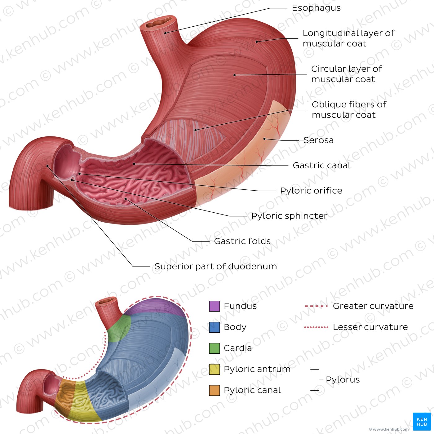 Anatomy of the stomach (anterior view)