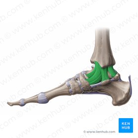 Medial collateral ligament of ankle joint (Ligamentum collaterale mediale tali); Image: Paul Kim