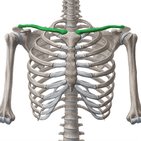Clavicule