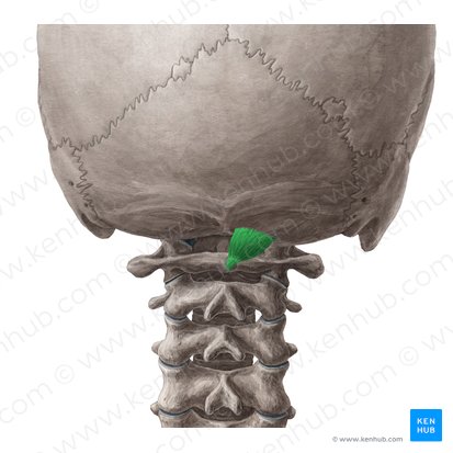 Musculus rectus capitis posterior minor (Kleiner hinterer gerader Kopfmuskel); Bild: Yousun Koh