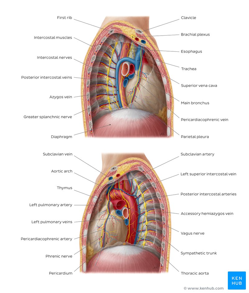 Thorax: Anatomy, wall, cavity, organs & neurovasculature | Kenhub