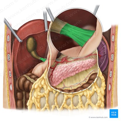 Ligamento hepatoduodenal (Ligamentum hepatoduodenale); Imagem: Esther Gollan