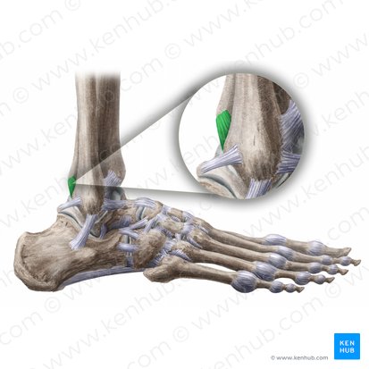 Ligamento tibiofibular posterior (Ligamentum tibiofibulare posterius); Imagem: Liene Znotina