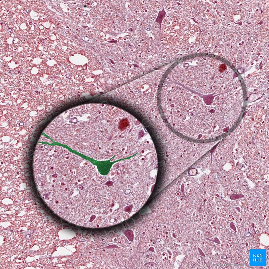 Types of cells in the human body: Histology | Kenhub