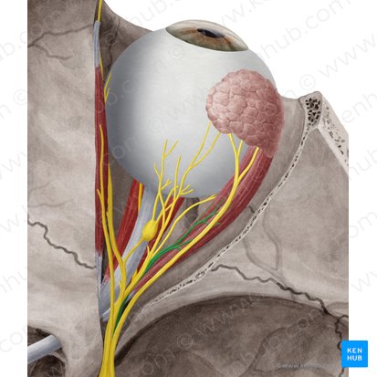 Abducens nerve (Nervus abducens); Image: Yousun Koh