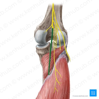 Nerf tibial (Nervus tibialis); Image : Liene Znotina