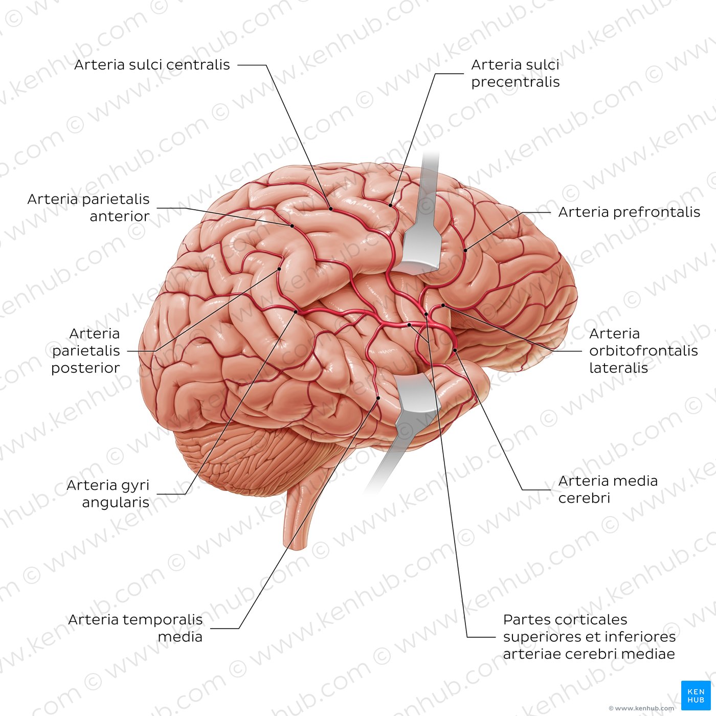 Branches of the middle cerebral artery (diagram)