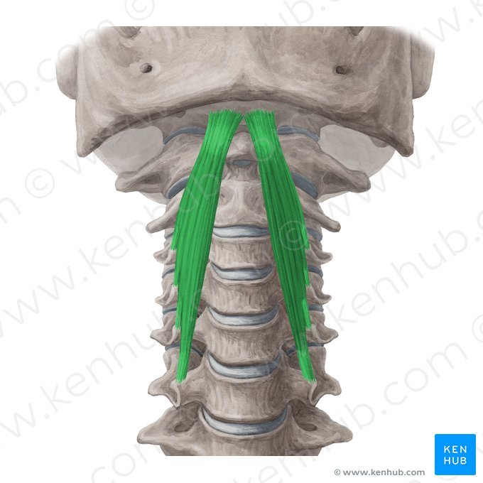 Musculus longus capitis (Langer Kopfmuskel); Bild: Yousun Koh