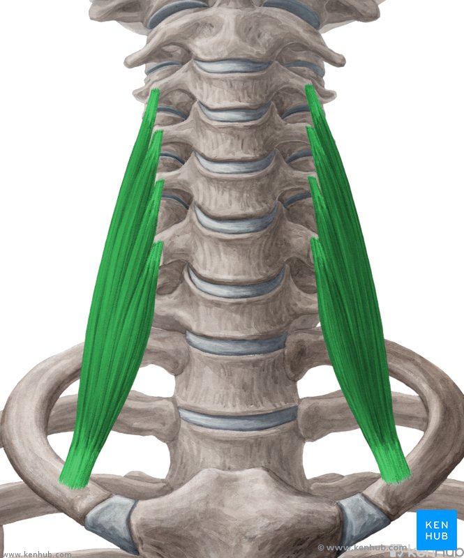Dehnung des hinteren Skalenus