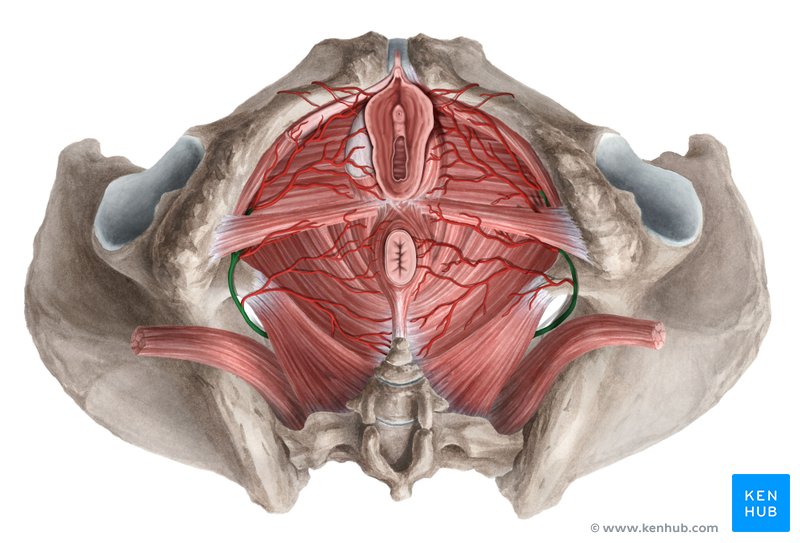 Internal pudendal artery (green) - inferior view