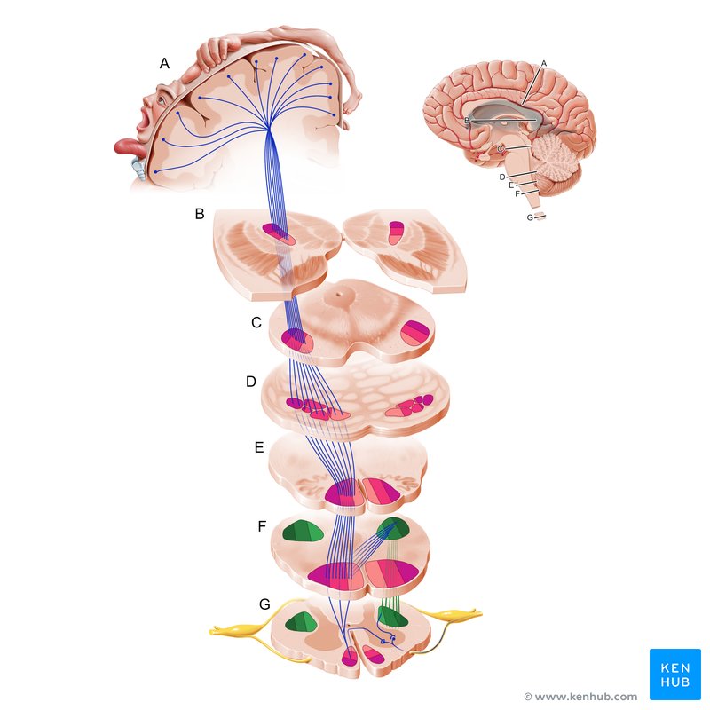 Lateral corticospinal tract (Tractus corticospinalis lateralis)