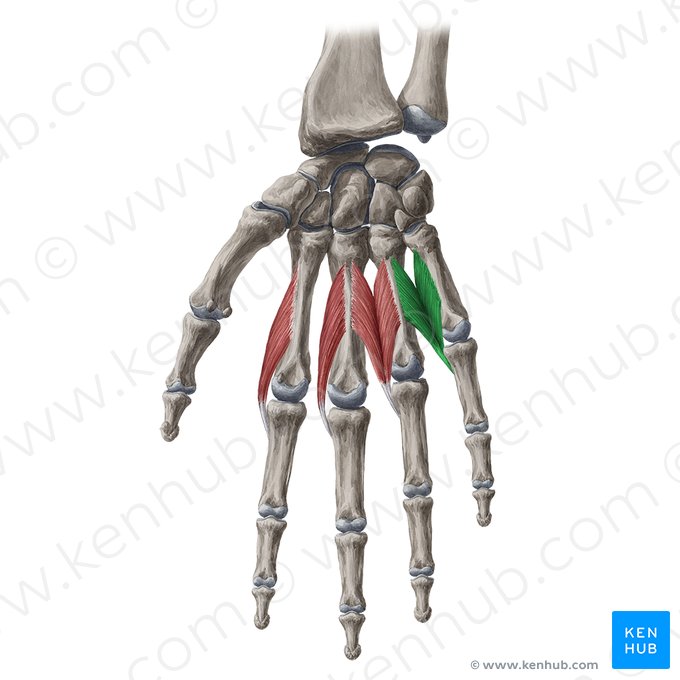 4.º músculo lumbrical da mão (Musculus lumbricalis 4 manus); Imagem: Yousun Koh