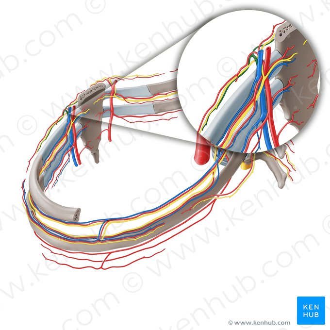 Ramos perfurantes da veia torácica interna (Rami perforantes venae thoracicae internae); Imagem: Paul Kim