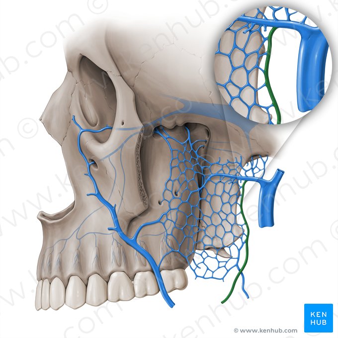 Inferior alveolar vein (Vena alveolaris inferior); Image: Paul Kim