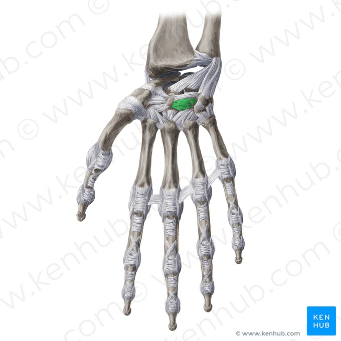 Ligamento hamato-capitato (Ligamentum capitohamatum palmare); Imagem: Yousun Koh