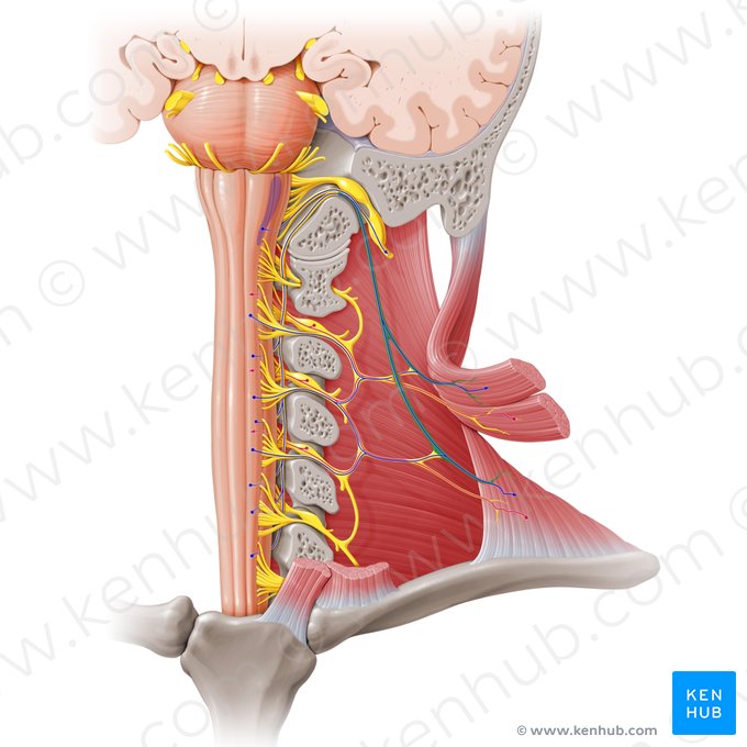 Accessory nerve (Nervus accessorius); Image: Paul Kim