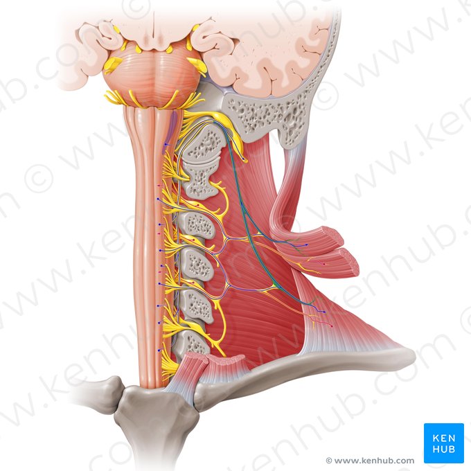 Nervo acessório (Nervus accessorius); Imagem: Paul Kim