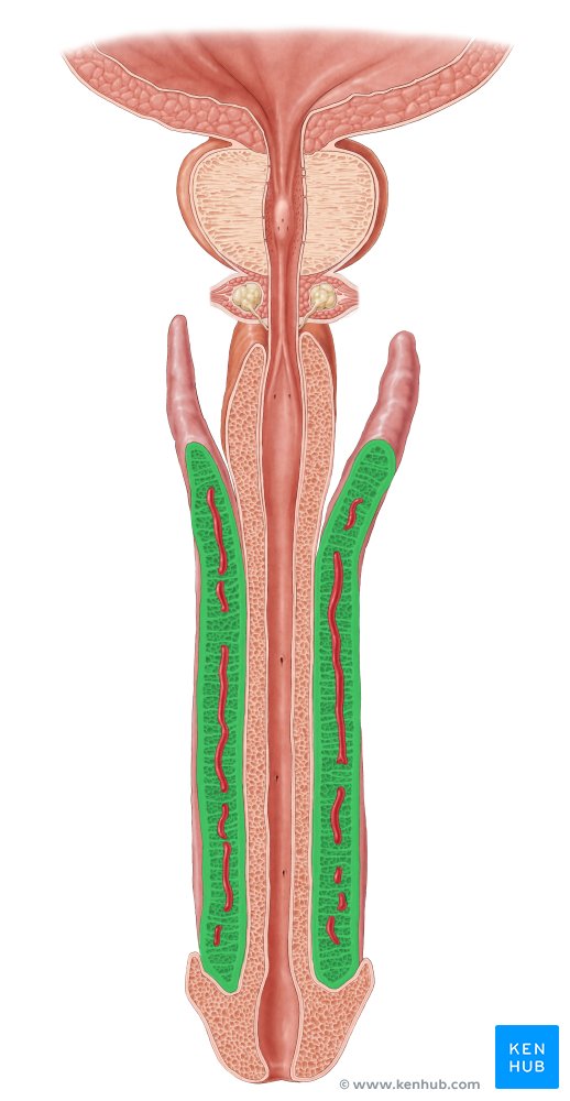 Cavernous body of penis - cranial view
